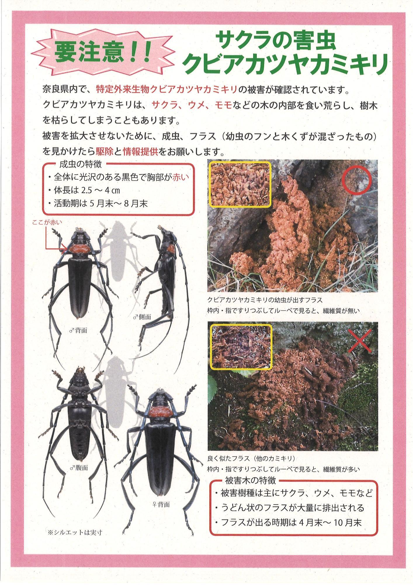 奈良県チラシ1