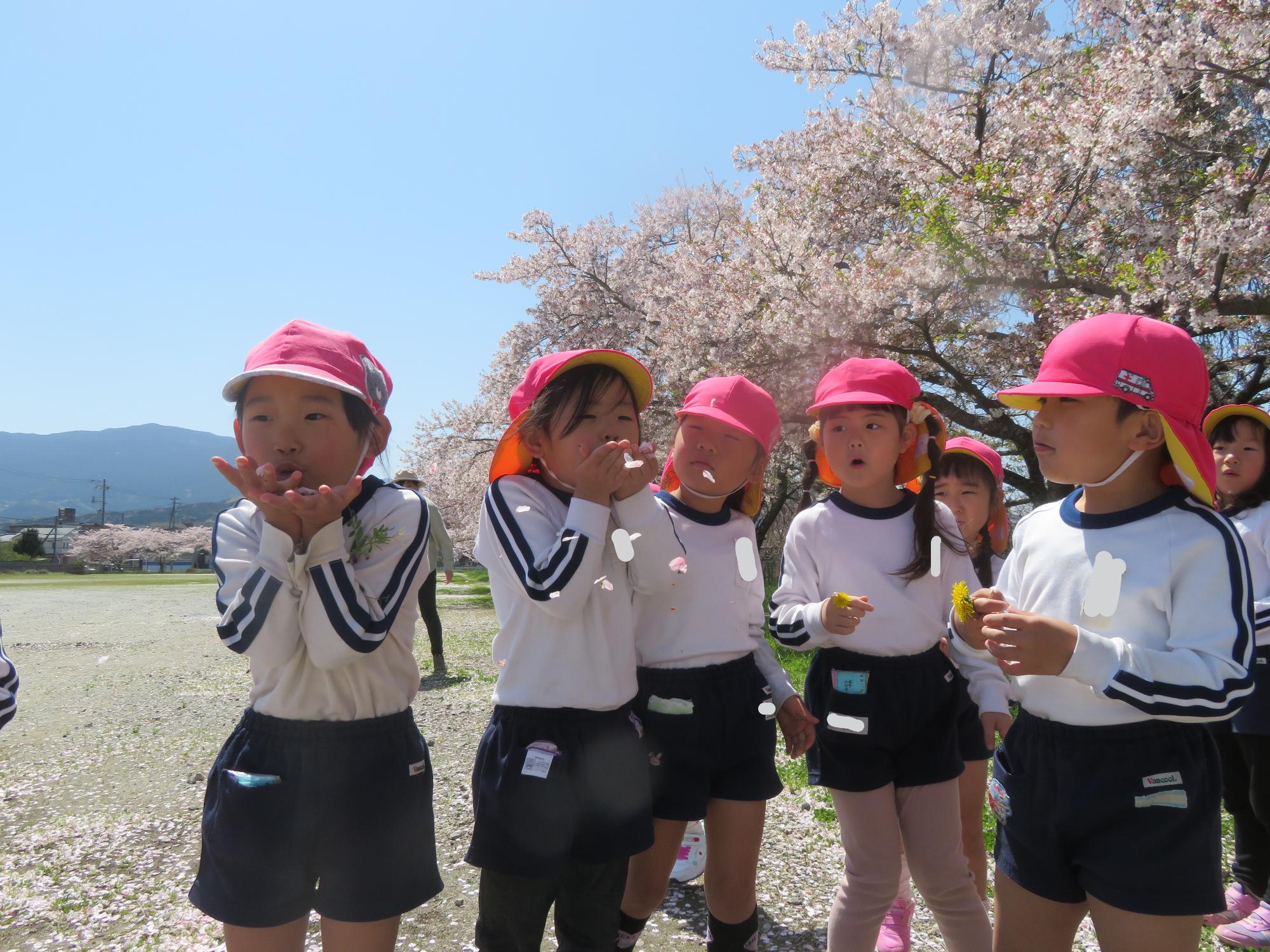 年長児が集めた桜の花びらを「ふ~」と吹いているところ。