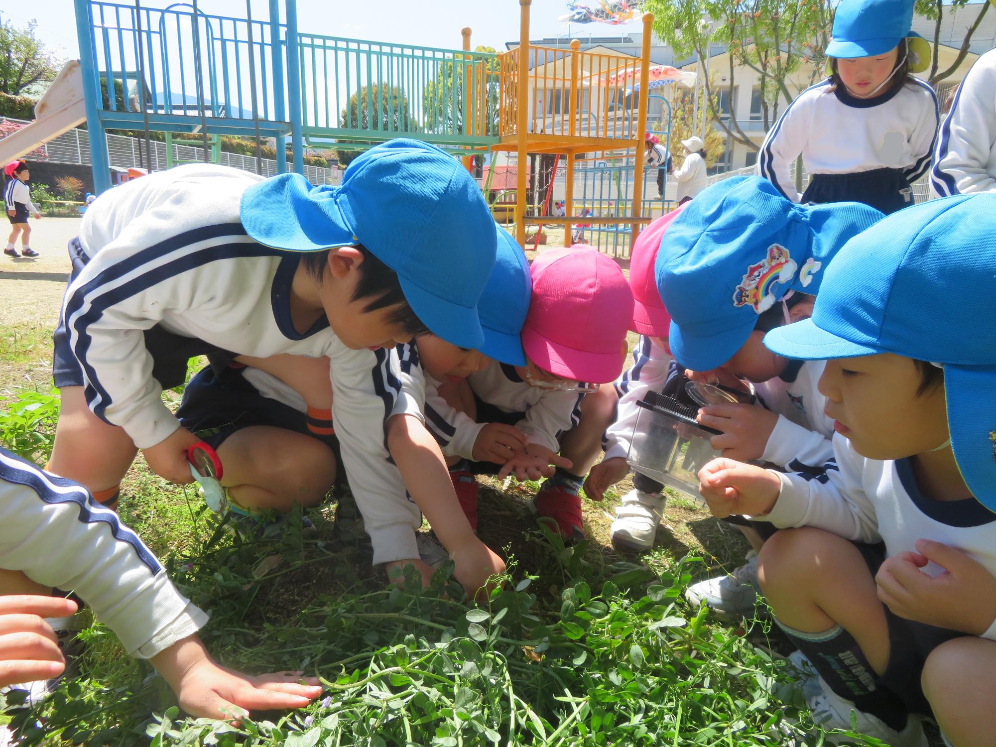 虫を探している子どもたち