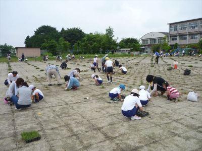 H23年度夏芝の植え付けの様子2