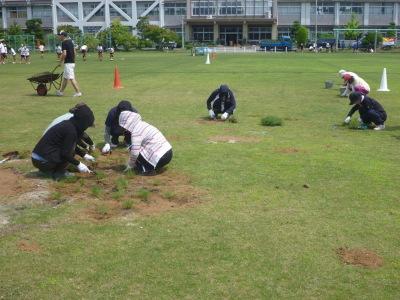 H26年度夏芝の補植作業の様子