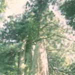 桜井市の木・杉の木の画像