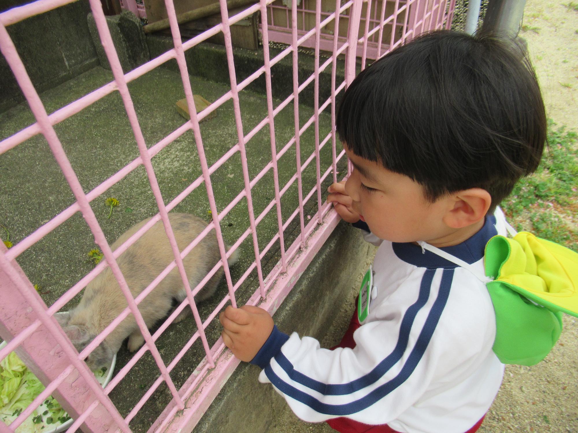 うさぎさんがエサを食べているよ