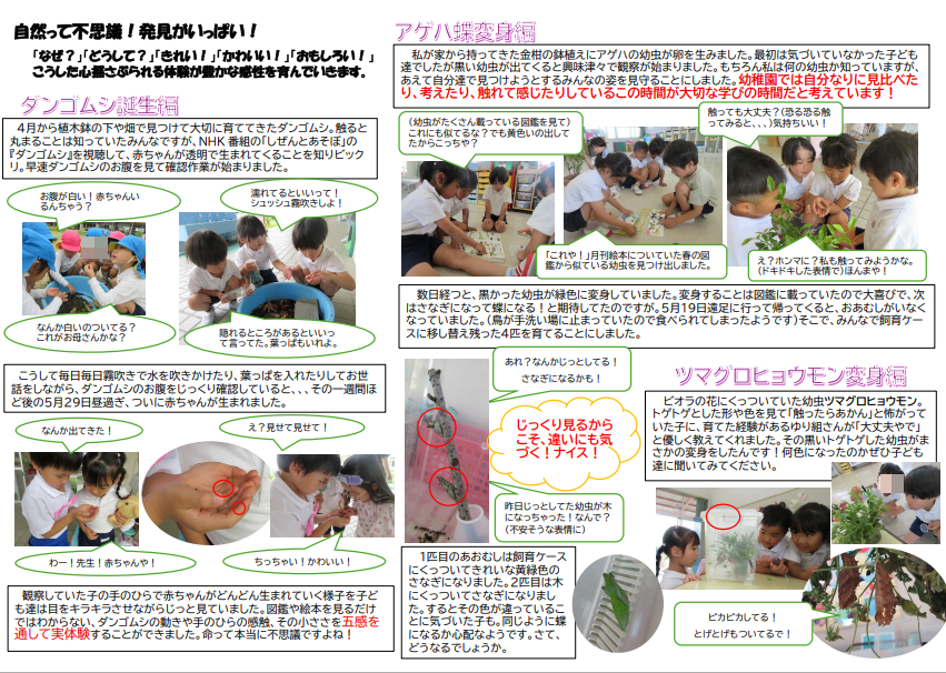 幼稚園で見つけた幼虫やダンゴムシを育てているところ