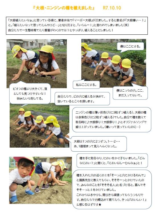 大根の種植え