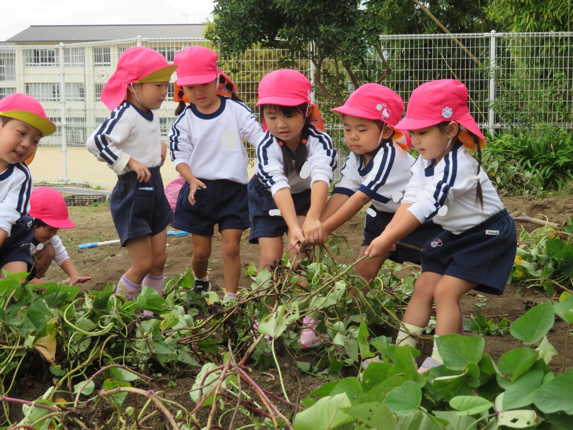 サツマイモのツルを引っ張っているところ。